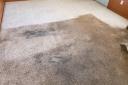 Carpet Cleaning Kangaroo Point logo